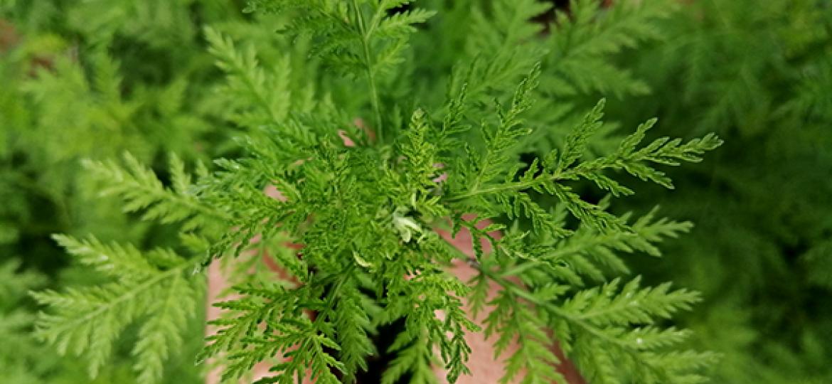 Artemisia annua (Einjähriger Beifuss)