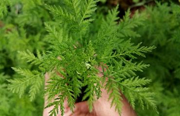 Artemisia annua (Einjähriger Beifuss)